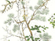 Thibaut Grand Palace Katsura - T13621