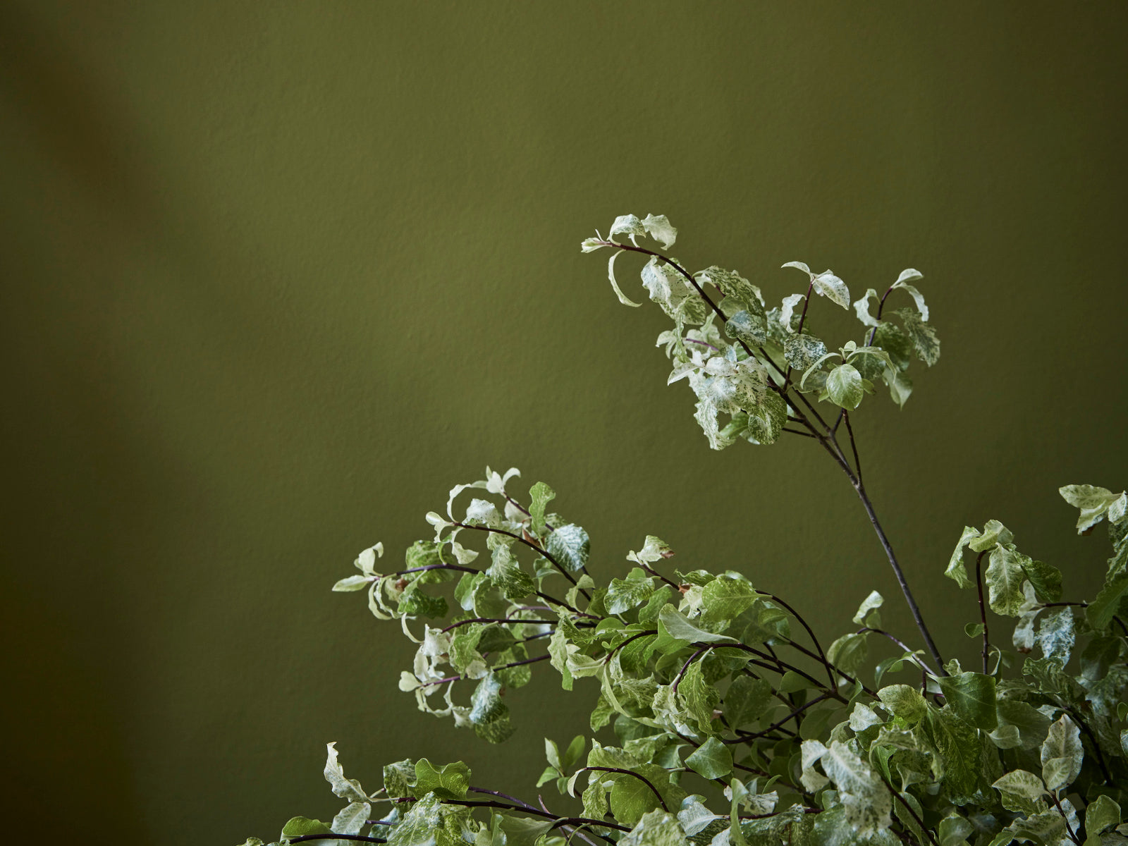Little Greene Verf Citrine - 71