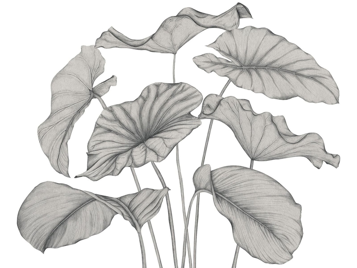Casadeco Wonderwalls 3 Alocasia Noir Fusain WDWT202229240NW Noir Fusain behang