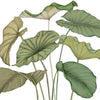 Casadeco Wonderwalls 3 Alocasia Vert Feuillage