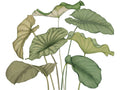 Casadeco Wonderwalls 3 Alocasia Vert Feuillage