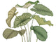 Casadeco Wonderwalls 3 Alocasia Vert Feuillage